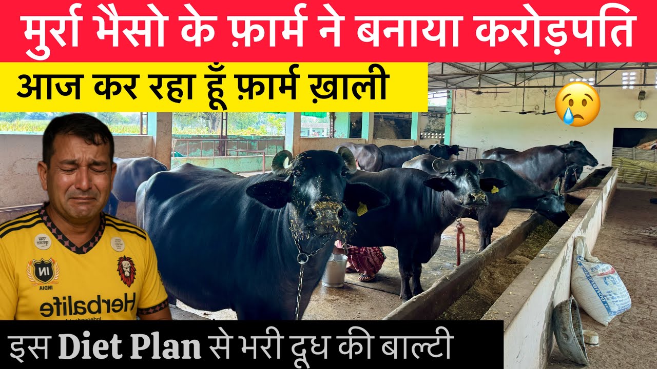 करोड़ों कमाने वाला मुर्रा भैंसों का फ़ार्म - आज़ कर रहें है खाली || SANJAY SANGWAN DADRI 