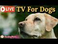 🔴24/7 Dog TV🎵🐶Dog Calming Music🐶💖Separation Anxiety Relief💖🦮Relaxing Music for Dog Sleep🔴23