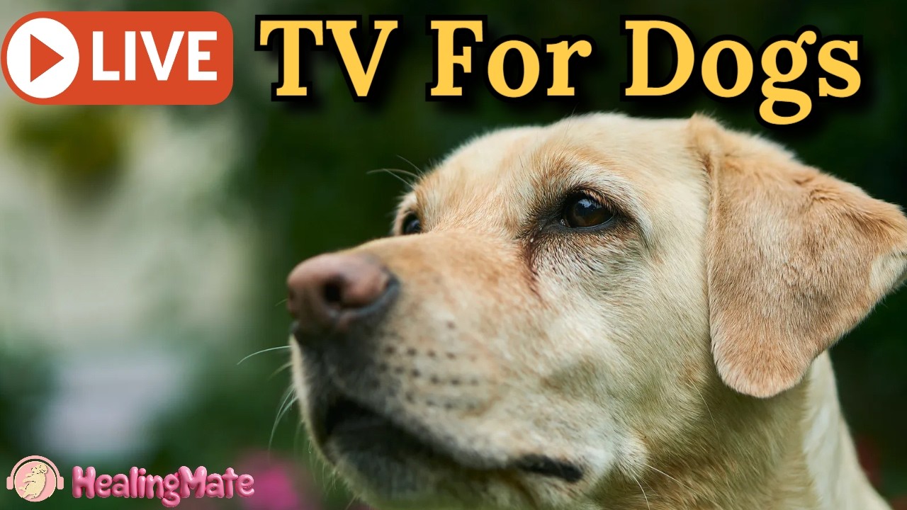 🔴24/7 Dog TV🎵🐶Dog Calming Music🐶💖Separation Anxiety Relief