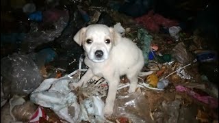 A lost puppy who lost hope of getting a clean meal (part 1) by Pets are angels 4,892 views 4 months ago 5 minutes, 1 second