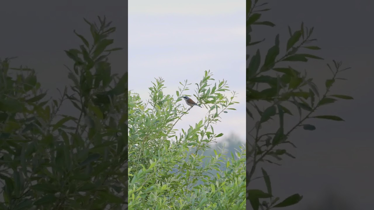 Red-backed shrike scared by Barn swallow 
