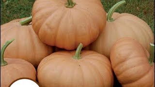 Planting Long Island Cheese Pumpkin Winter Squash Perimeter Fence Gardening Seed From MiGardner