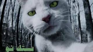 hahyn - Bestek now (Feat. SAMER) - شاهين و سامر - بستك نو  WebM 720