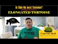 Elongated Tortoise Video