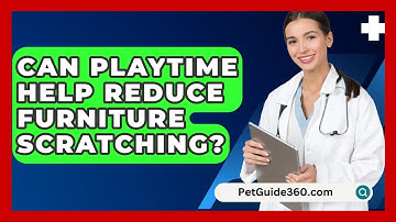 Can Playtime Help Reduce Furniture Scratching? - PetGuide360.com