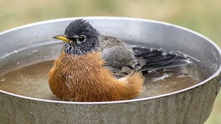 Birdbaths – Family Plot