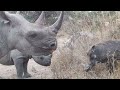 baby Rhino vs warthog