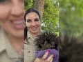 Echidna rescue in the city