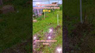 #уборка #участок #дом #2025 #лето #июль #россия #череповец #8причал #рекомендации #топ