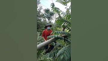 Chú em lần đầu sử dụng cưa máy để cưa cây#shots