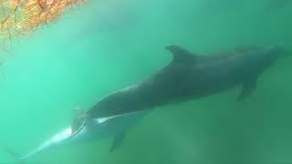 Dolphins Echo Location   240 FPS 1080P Gopro Hero6