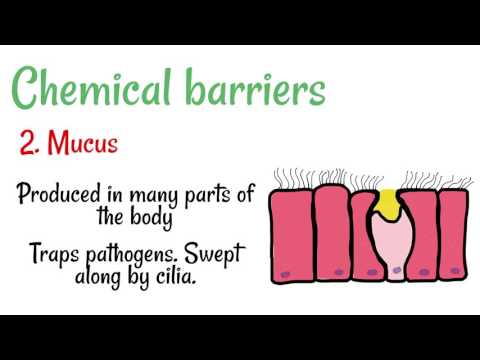 Mechanical and Chemical Barriers to Disease