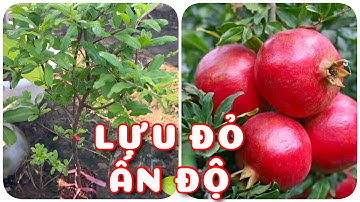 Lựu đỏ Ấn Độ trái đỏ đẹp | 0386569374 - Ngọc Ngân Bến Tre | Chuyên cây độc lạ