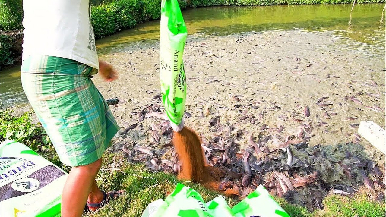 Million African Catfish Eating Pellet food in Pond Catfish Farming