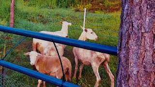 New sheep farmer builds DIY sheep Corral. #sheep #sheepfarming #homesteading #farming