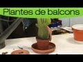 Comment entretenir un cactus 