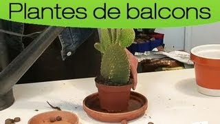 Comment entretenir un cactus ?