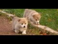 Welsh Corgi Pembroke puppies, Mistycor litter - "O" の動画、YouTube動画。