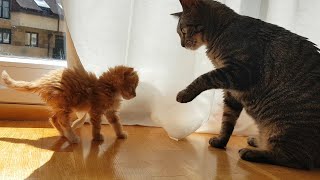 Como juntar Gatito y Gato adulto | Lily & Ron