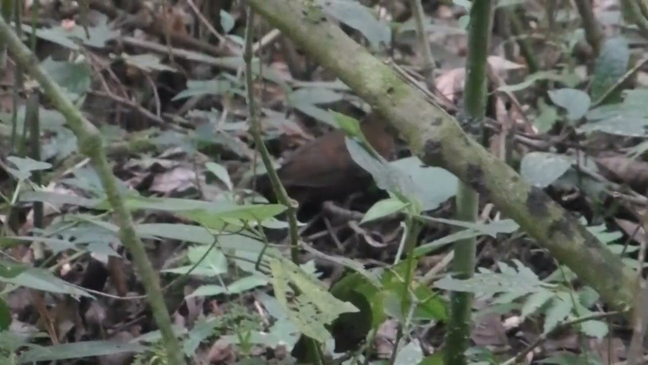 Rufous-breasted Leaftosser, Sclerurus s. scansor, Intervales, Brazil, 29 Dec 2019