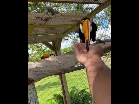 Memberi makan burung toucans