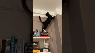 At Least He Didnt Knock Anything Off The Shelf ?