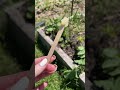 Cucumber beetle chaos! #gardening #gardeningtips #organicgardening #organicfood #permaculture