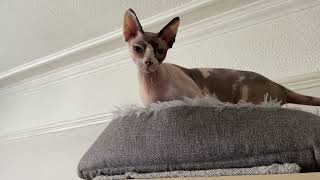 Sphynx Walks the Walls by Distantgem 5,131 views 1 year ago 50 seconds