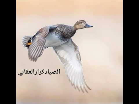 صوت الجوشم صافي في الجهاز الصوت لاتنسى الشتراك ولايك 