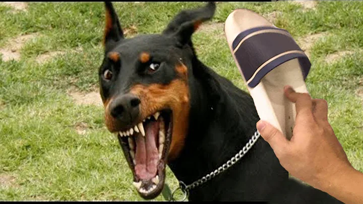 Video 5673331: best funny cats dogs, enjoy best funny cats, pets hilarious funny, pets funny animals, funniest cats dogs