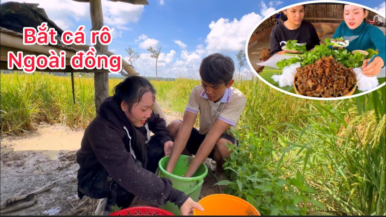Hôm nay Mai ra đồng bắt Cá Rô Bí về chiên giòn cuốn bánh tráng ăn