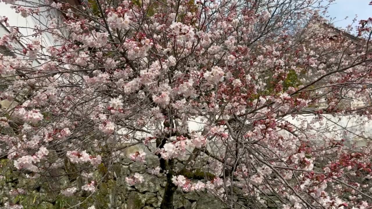 2026/03/07　春爛漫！　護国山高昌寺　その２　〜愛媛県内子町〜