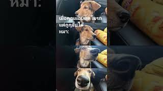 หมาอุตส่าห์ไว้ใจ ตดได้ลงคอ #หมา #ตลก #น่ารัก #ฮาๆ #shorts #dog