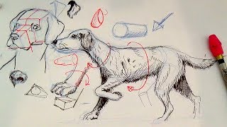 Pen and Ink Drawing Tutorials | How to draw a dog