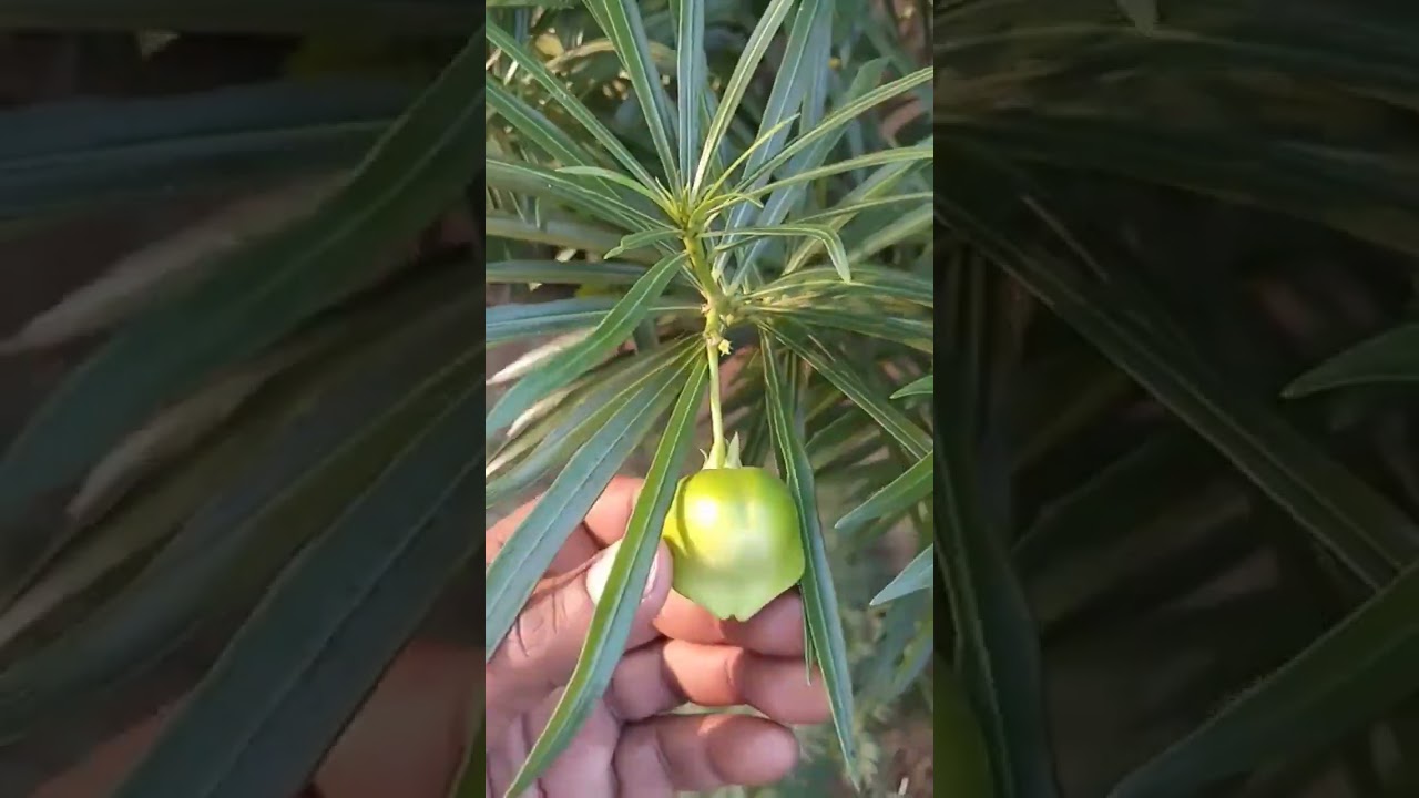Poisonous fruit of yellow oleander