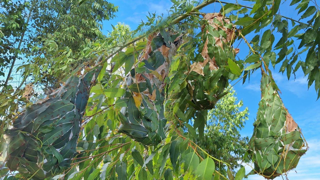 อลังการงานสร้างแหย่ไข่มดแดงฮังใหญ่ๆ ไข่เต็มถาด