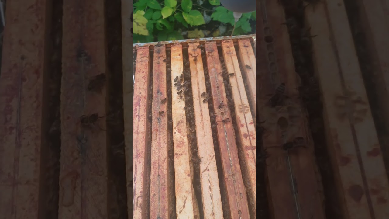 traitement varromed 23 décembre 2023 9 degrés nuageux