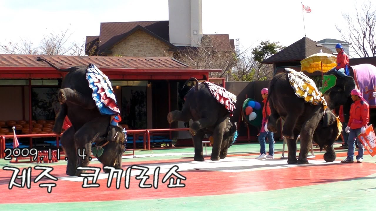 [2009 11  4  제주 코끼리 쇼]