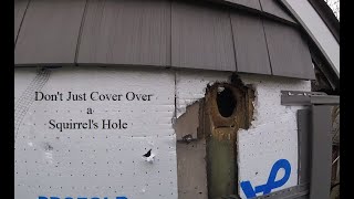 What Happens When You Cover a Squirrel's Hole?  | Squirrel Chews Brand New Siding | Baby Removal
