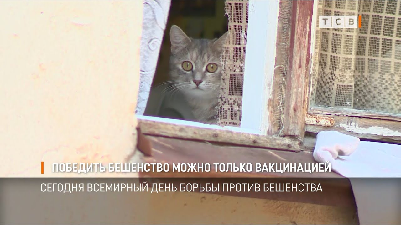 Победить бешенство можно только вакцинацией - YouTube