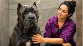 ALONE With A 130lbs 59kg Cane Corso That Has Never Been Groomed Before