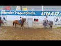 TREINO DE VAQUEJADA  - CORRENDO GADO (PARTE 2)