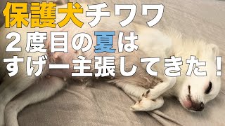 保護犬チワワ 2度目の夏はすげー主張してくる！ - YouTube