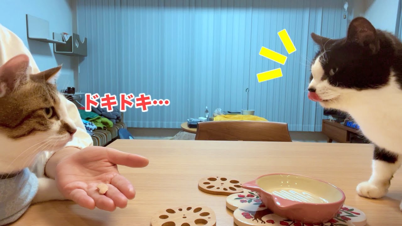 近くで食べて仲良くなろう作戦のエース【11月のウマウマデー｜海鮮鍋パエリア】