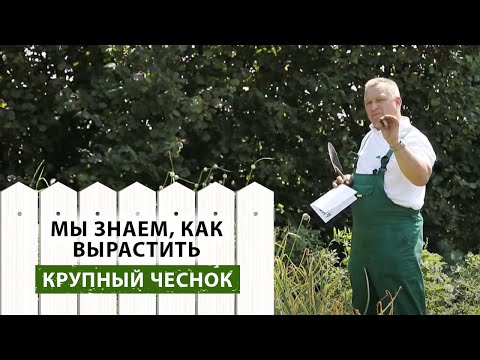 Как вырастить крупный чеснок