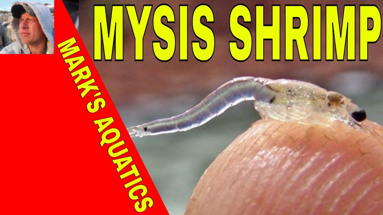 breeding mysis shrimp