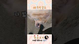 BE폭력주의자