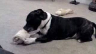 My Staffordshire Bull Terrier Brindle Chewing His Bone