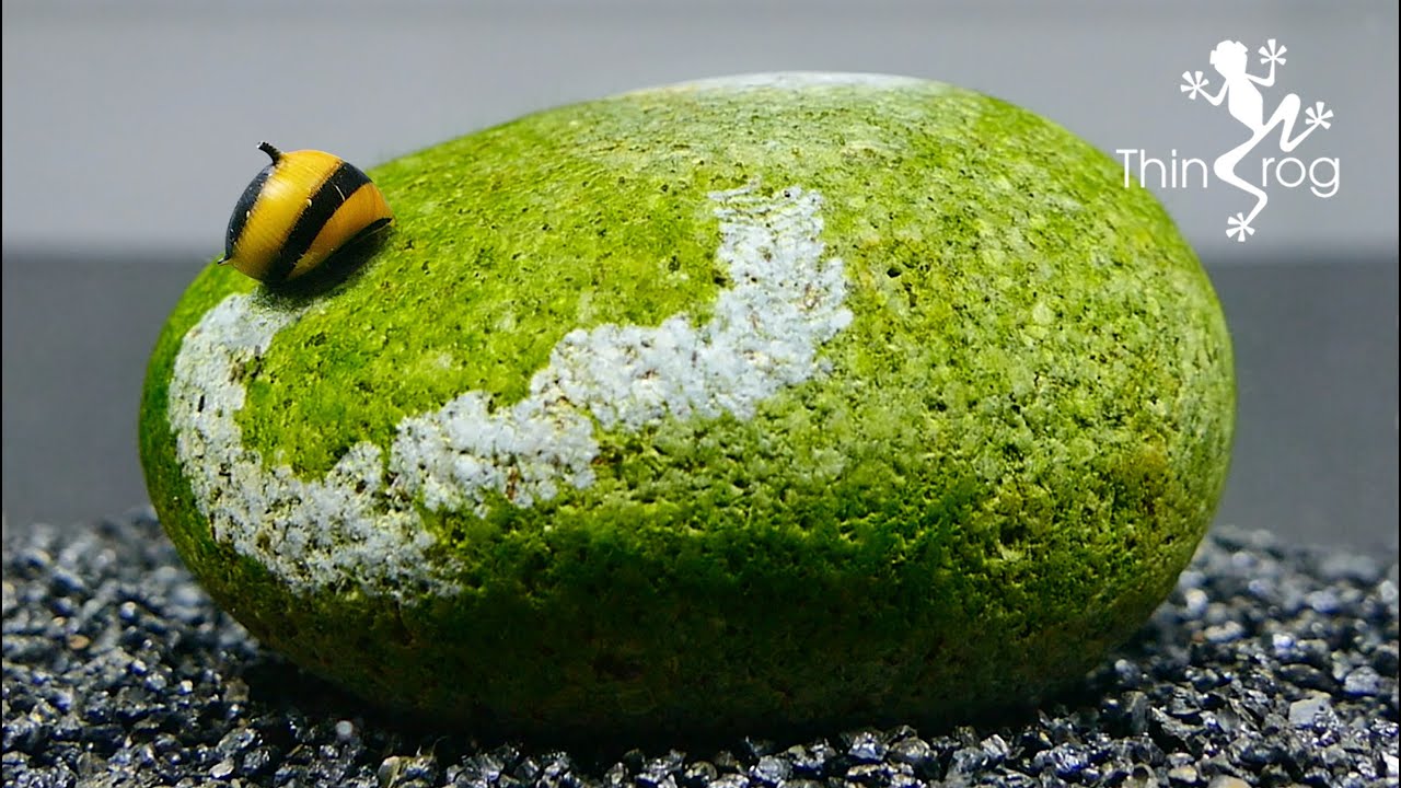 NERITE SNAIL a natural ALGAE cleaner truck
