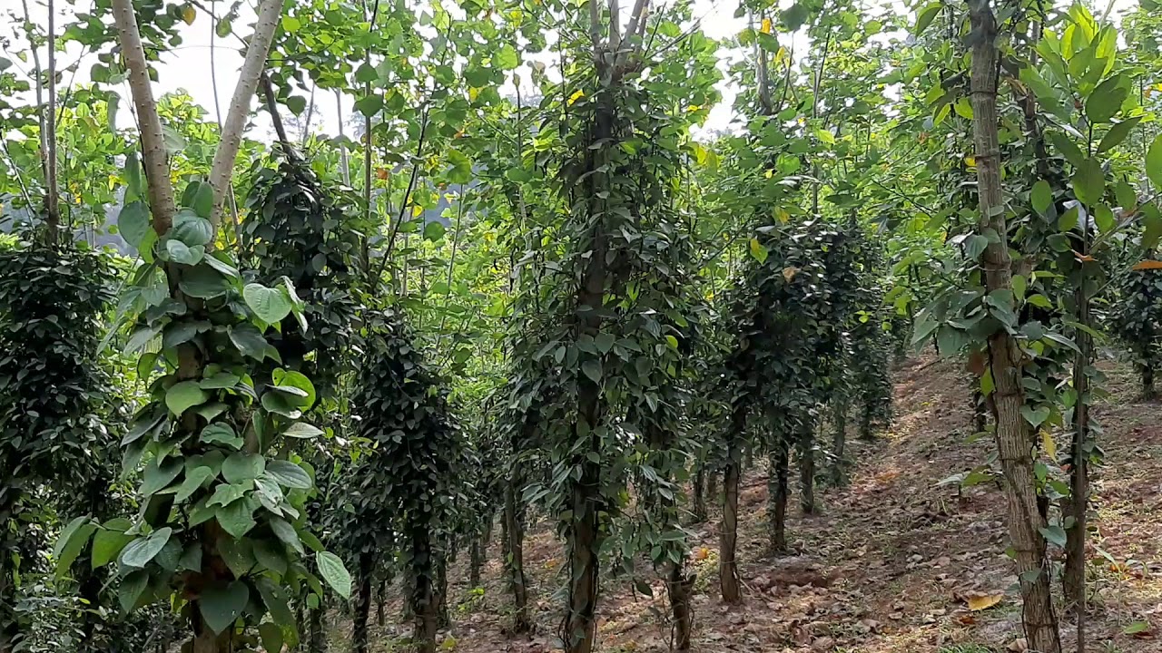 PEPPER PLANTATION IN KERALA YouTube